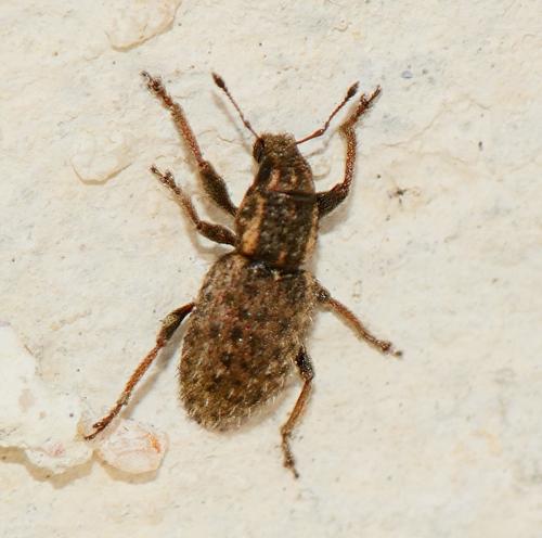 Réf. 317 645 : Sitona hispidulus